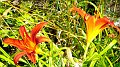 fleur orange